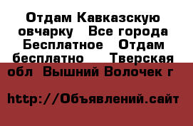 Отдам Кавказскую овчарку - Все города Бесплатное » Отдам бесплатно   . Тверская обл.,Вышний Волочек г.